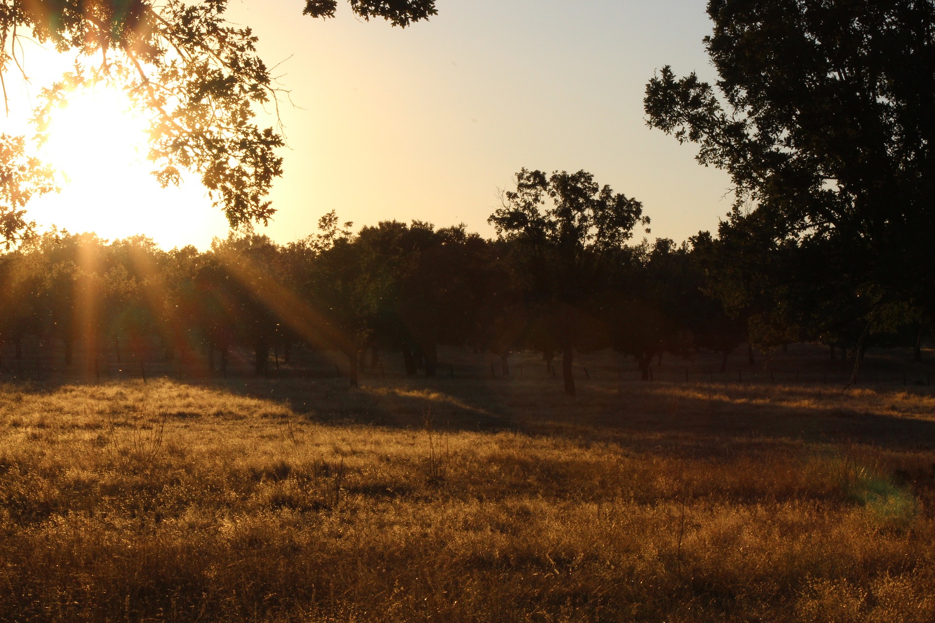 Friedlich: Sonnenuntergang am Land