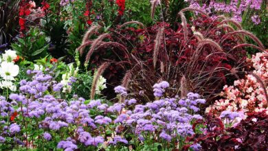 Blumenbeet voller violetter Stauden