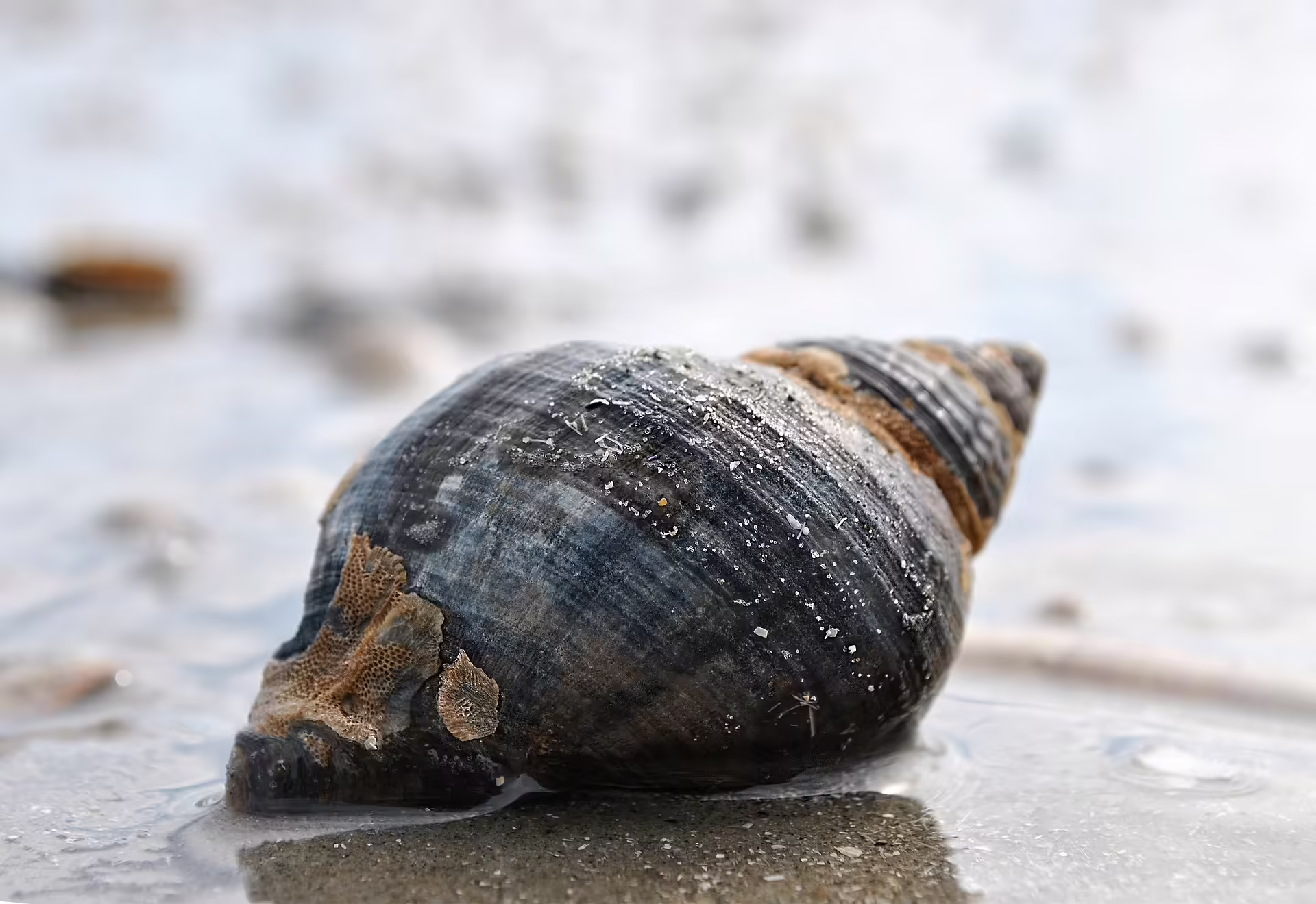Muschel im Wattenmeer. Bild: pixabay/leenheer