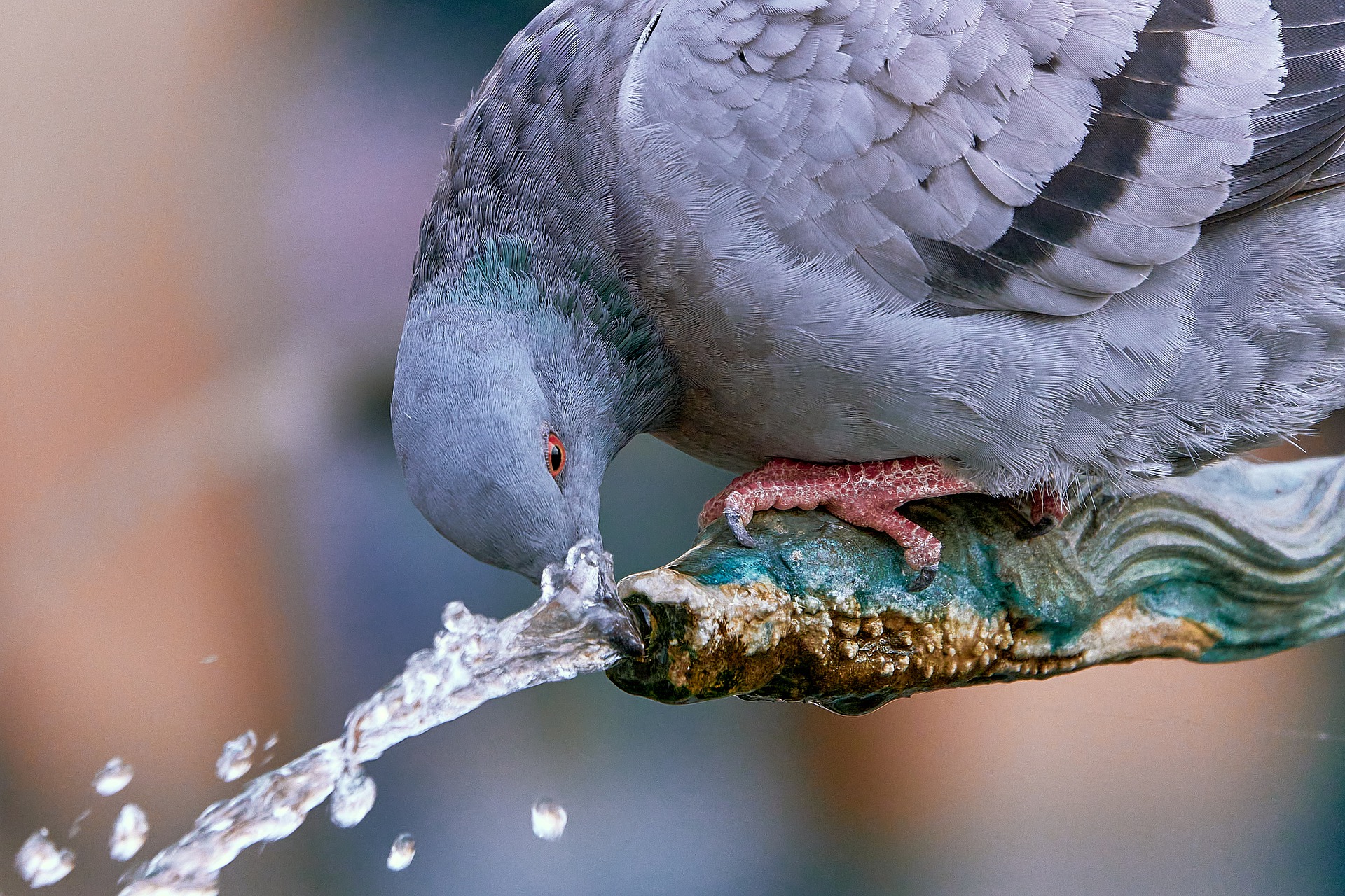 Trinkende Taube an einem Brunnen. Bild: pixabay/23001799