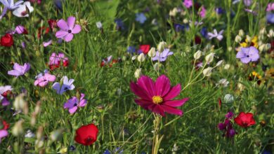 Blühende Wildblumenwiese
