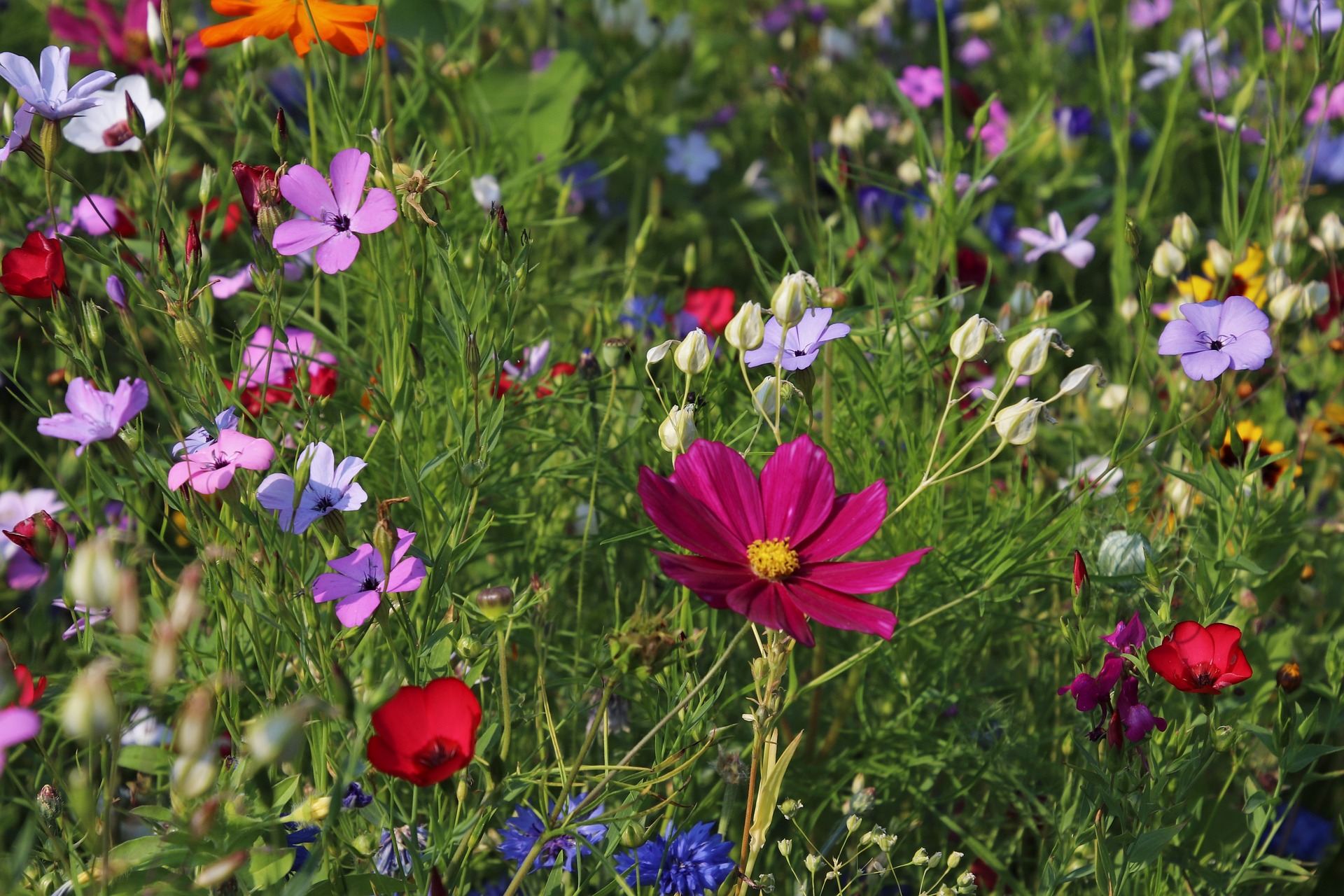 Blühende Wildblumenwiese