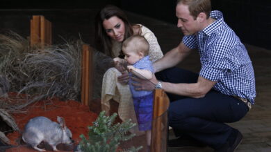 Ein Bilby, der britische Prinz George und seine Eltern, Kate und William, 2014 in Australien. Bild: dpa/picture alliance
