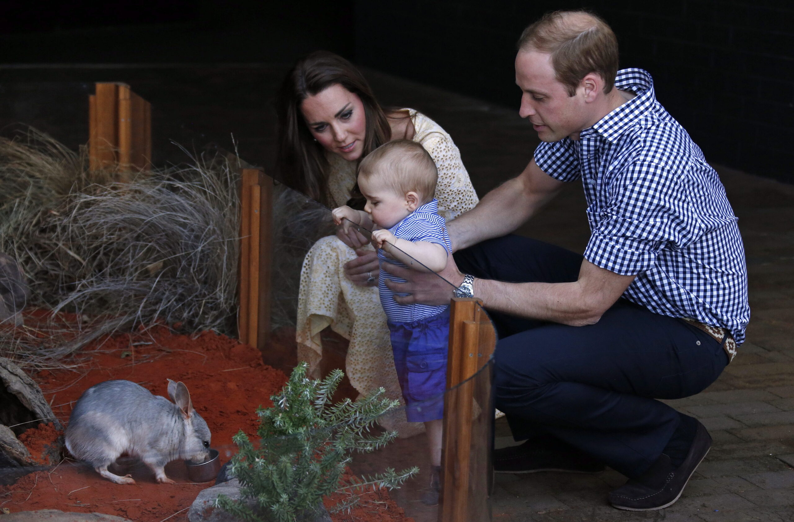 Ein Bilby, der britische Prinz George und seine Eltern, Kate und William, 2014 in Australien. Bild: dpa/picture alliance