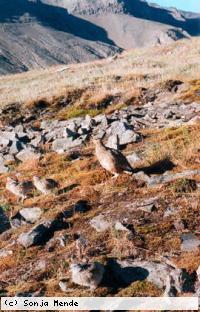 Schneehühner zwischen Geröll und Gras