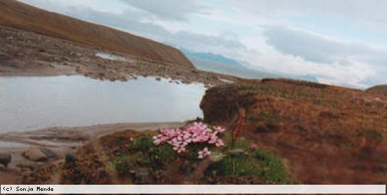 Landschaft des wunderbaren Bjørndalen, im Hintergrund die nahe Küste