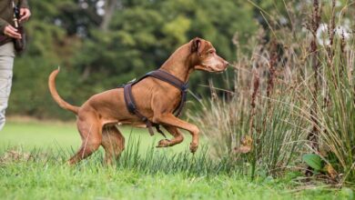 Kurz nicht hingeguckt, schon ist er weg: Jagdhunde überlegen nicht lange.