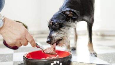 Hauptsache bedarfsgerecht: Beim Hundefutter zählen die Inhaltsstoffe.