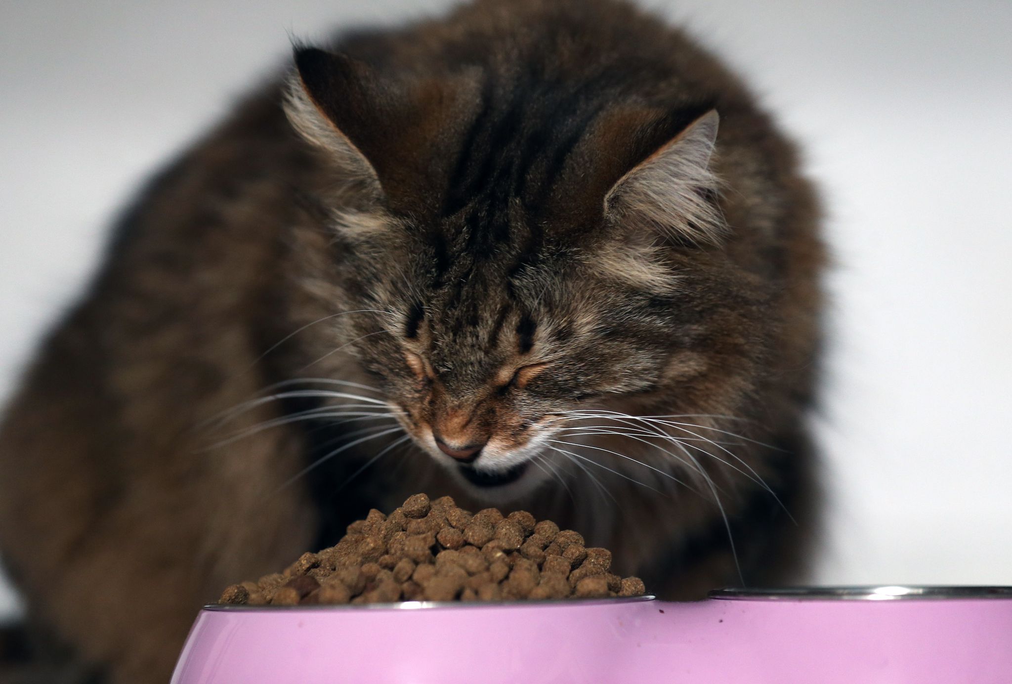 Ein Alleinfuttermittel muss alle Nährstoffe enthalten, die die Katze braucht.