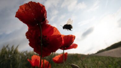 Eine Hummel fliegt eine Reihe von Mohnblumen an.