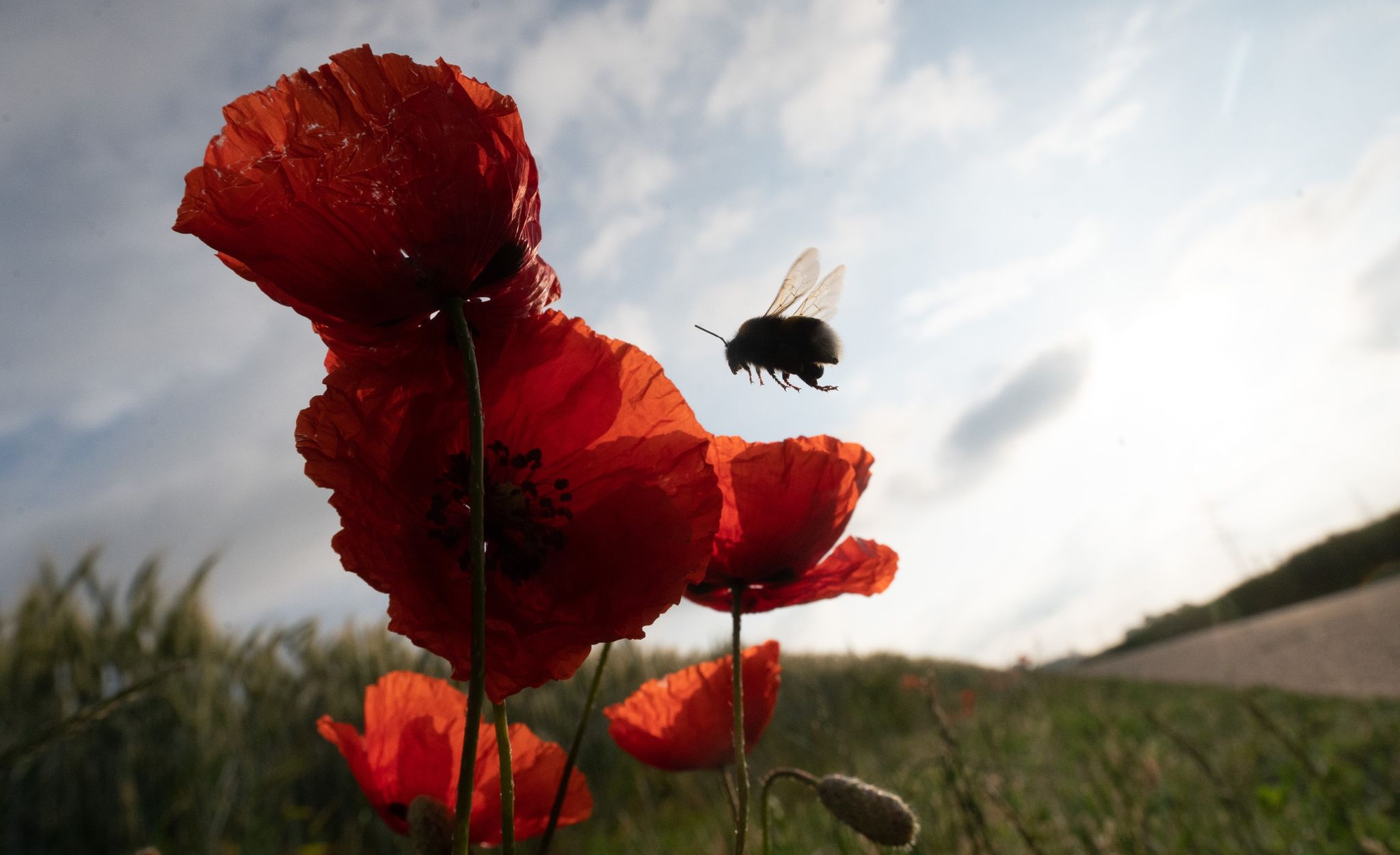 Eine Hummel fliegt eine Reihe von Mohnblumen an.