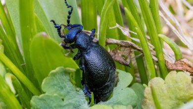 Ein Schwarzblauer Ölkäfer (Meloe proscarabaeus) sitzt in einem Beet in einem Garten.