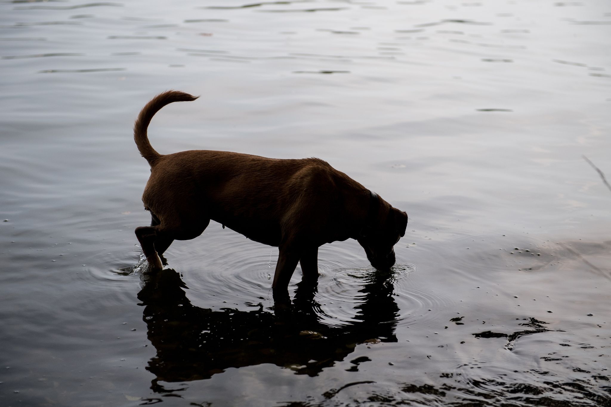 Durstig? Mit dem passenden Impfschutz ist ein Schluck Wasser aus dem See meist harmlos für Vierbeiner.