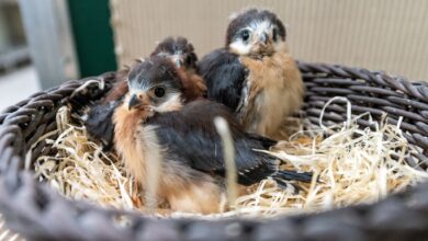 Jungvögel müssen das Fliegen und die Futtersuche erst erlernen. Dabei wirken sie hilflos, sind es aber nicht.