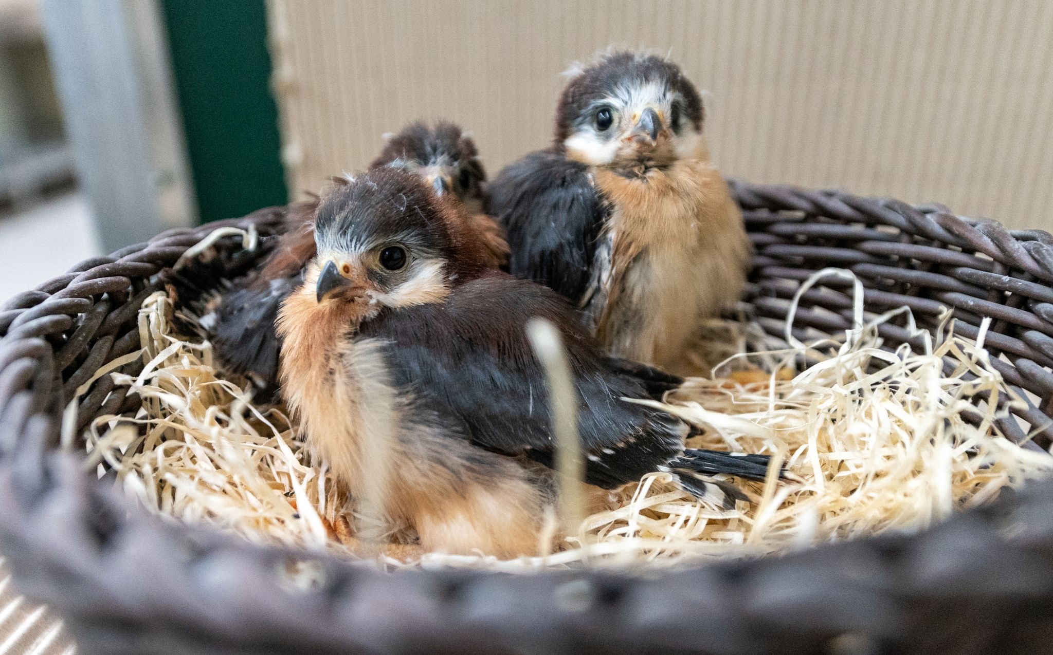 Jungvögel müssen das Fliegen und die Futtersuche erst erlernen. Dabei wirken sie hilflos, sind es aber nicht.