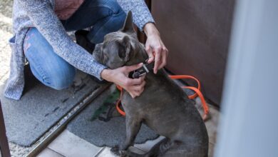 Wurde der Hund gemeinsam während der Partnerschaft angeschafft, können beide Partner nach einer Trennung zurecht den Umgang mit dem Tier verlangen. Das geht aus einem Urteil des Landgerichts Frankenthal hervor.