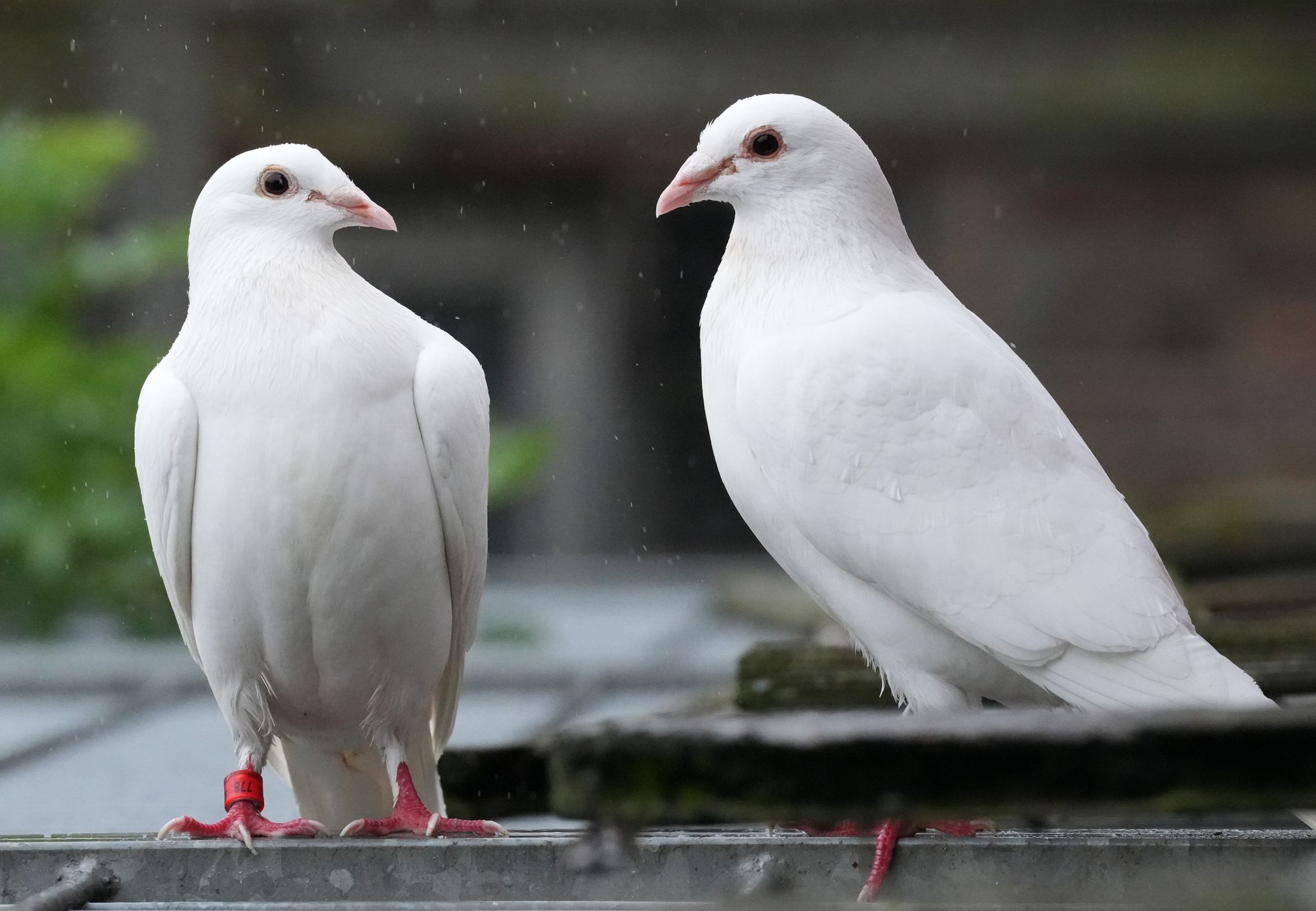 Den Brauch, Tauben bei Hochzeiten aufsteigen zu lassen, gibt es schon seit vielen Jahren. Wegen ihrer auffälligen weißen Farbe werden weiße Tauben leichter von Greifvögeln erbeutet.