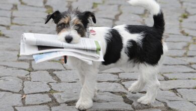 Zeitung holen? Erledigt Bello in Zukunft.