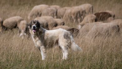 Herdenschutzhunde sind dazu gemacht, ihr Territorium und ihre Herde zu verteidigen. Das macht sie für Spaziergänger gefährlich.