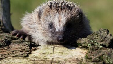 Ein Igel kann in einem Holzstapel im Garten Unterschlupf finden.
