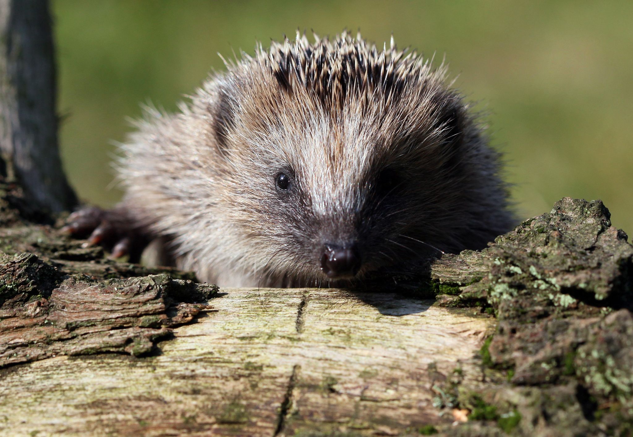 Ein Igel kann in einem Holzstapel im Garten Unterschlupf finden.