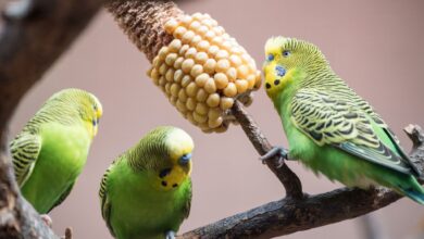 Ackern für die Fitness: Wellensittiche, die sich ihr Futter selber erarbeiten müssen, bleiben länger gesund.