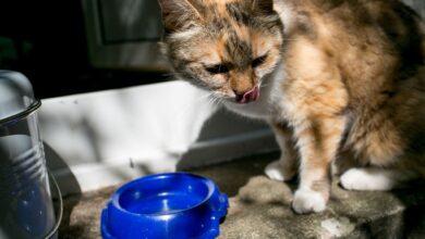 Wenn Sie Ihre Katze genau beobachten, werden Sie mit der Zeit herausfinden, welche Wasserquellen und Orte sie zum Trinken bevorzugt.