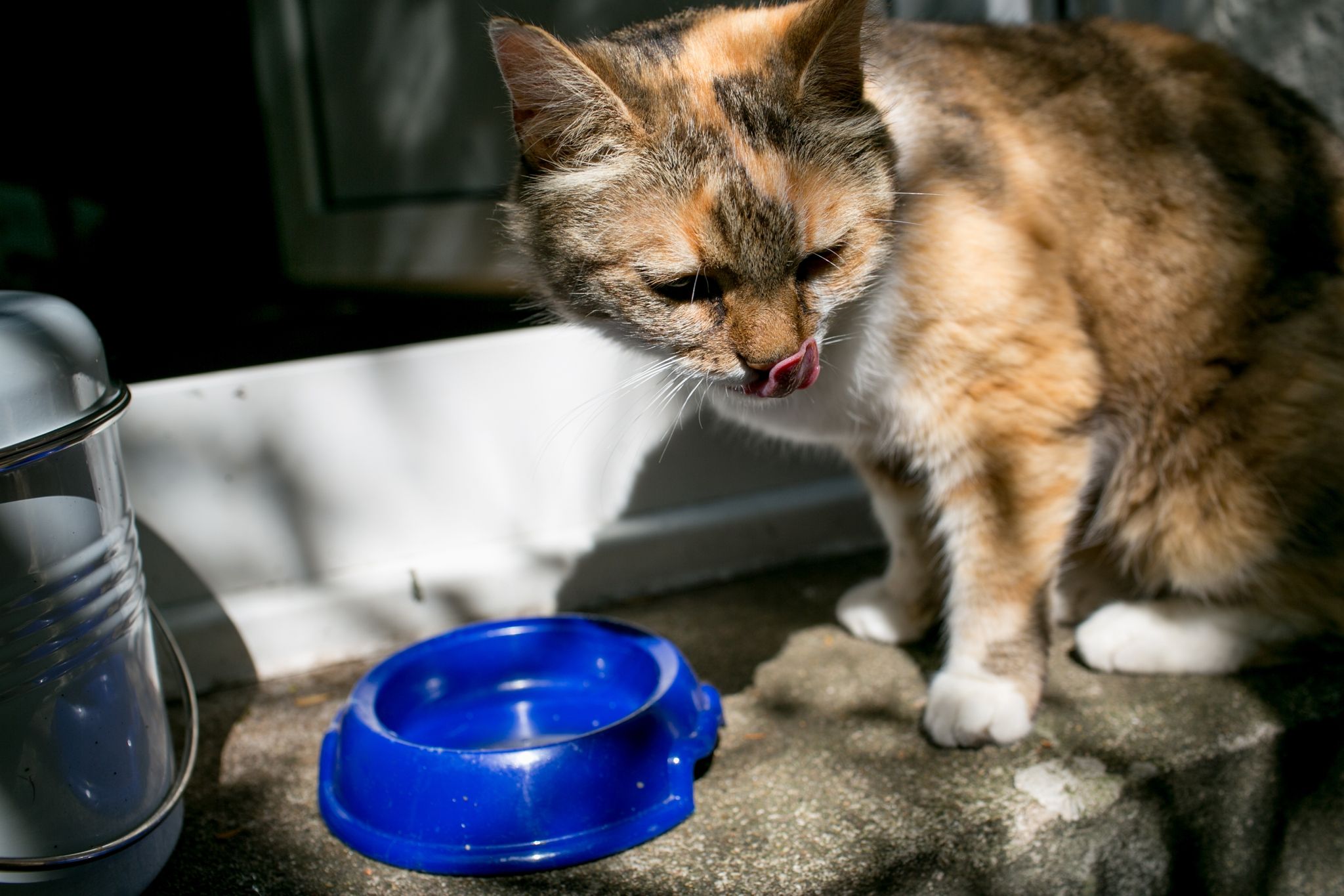 Wenn Sie Ihre Katze genau beobachten, werden Sie mit der Zeit herausfinden, welche Wasserquellen und Orte sie zum Trinken bevorzugt.