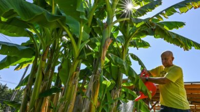 Exoten in unseren Gärten: Werden Bananenstauden hier etwa aufgrund des Klimawandels ein neues Zuhause finden?