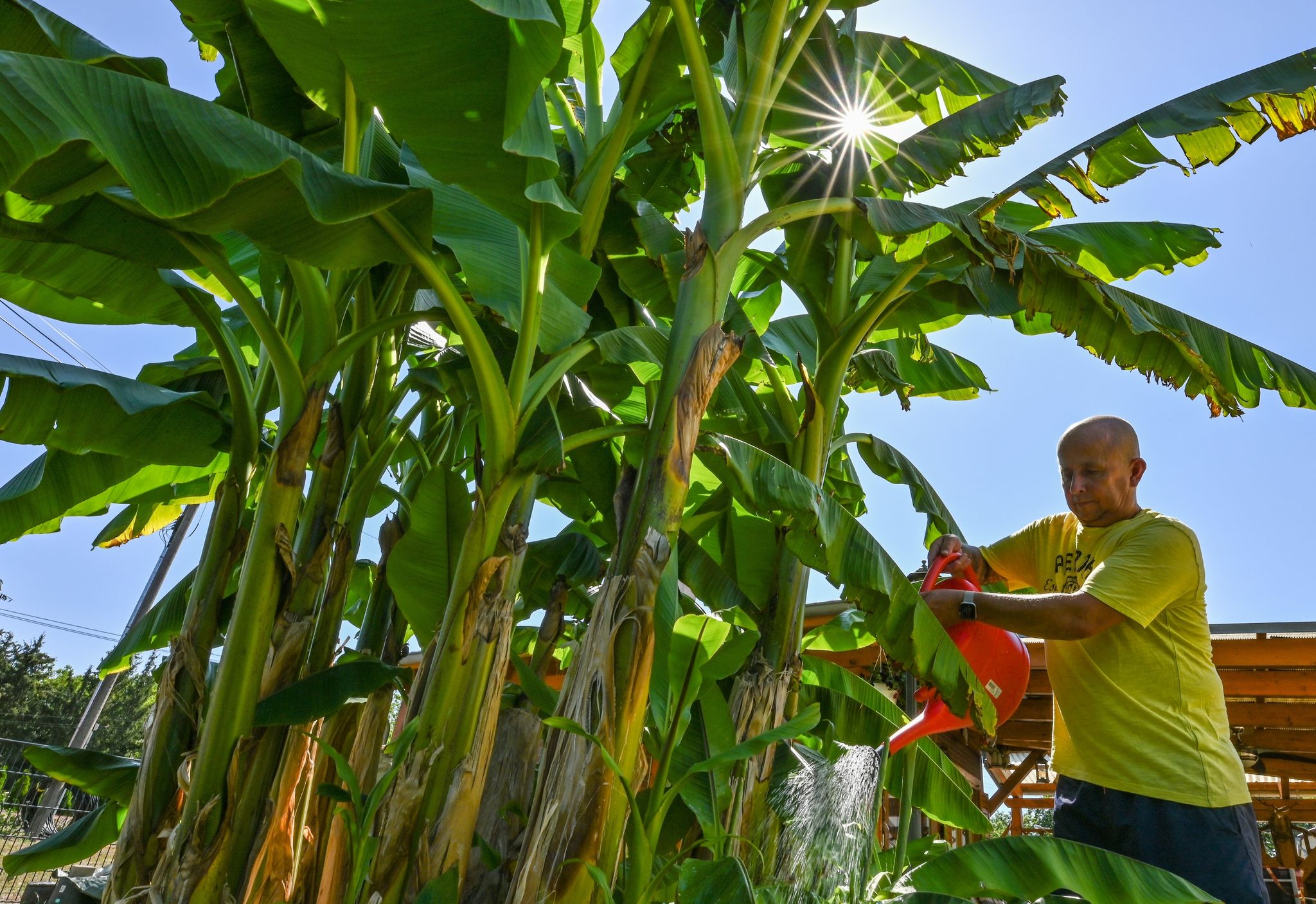 Exoten in unseren Gärten: Werden Bananenstauden hier etwa aufgrund des Klimawandels ein neues Zuhause finden?