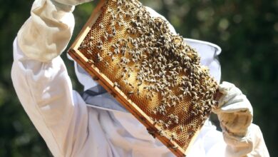 Sobald die Bienen im Frühjahr ausschwärmen, müssen die Imker ihre Völker durchsehen, ob sie den Winter überstanden haben und Brut in den Waben vorhanden ist.