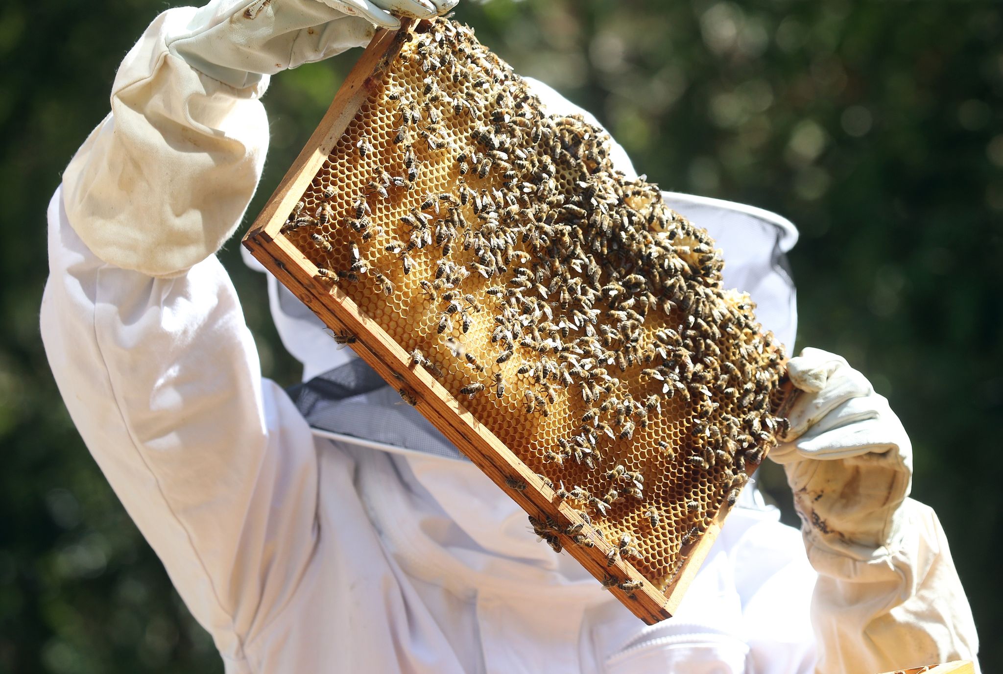 Sobald die Bienen im Frühjahr ausschwärmen, müssen die Imker ihre Völker durchsehen, ob sie den Winter überstanden haben und Brut in den Waben vorhanden ist.