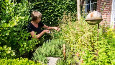 Kräuter werden am besten morgens geerntet.