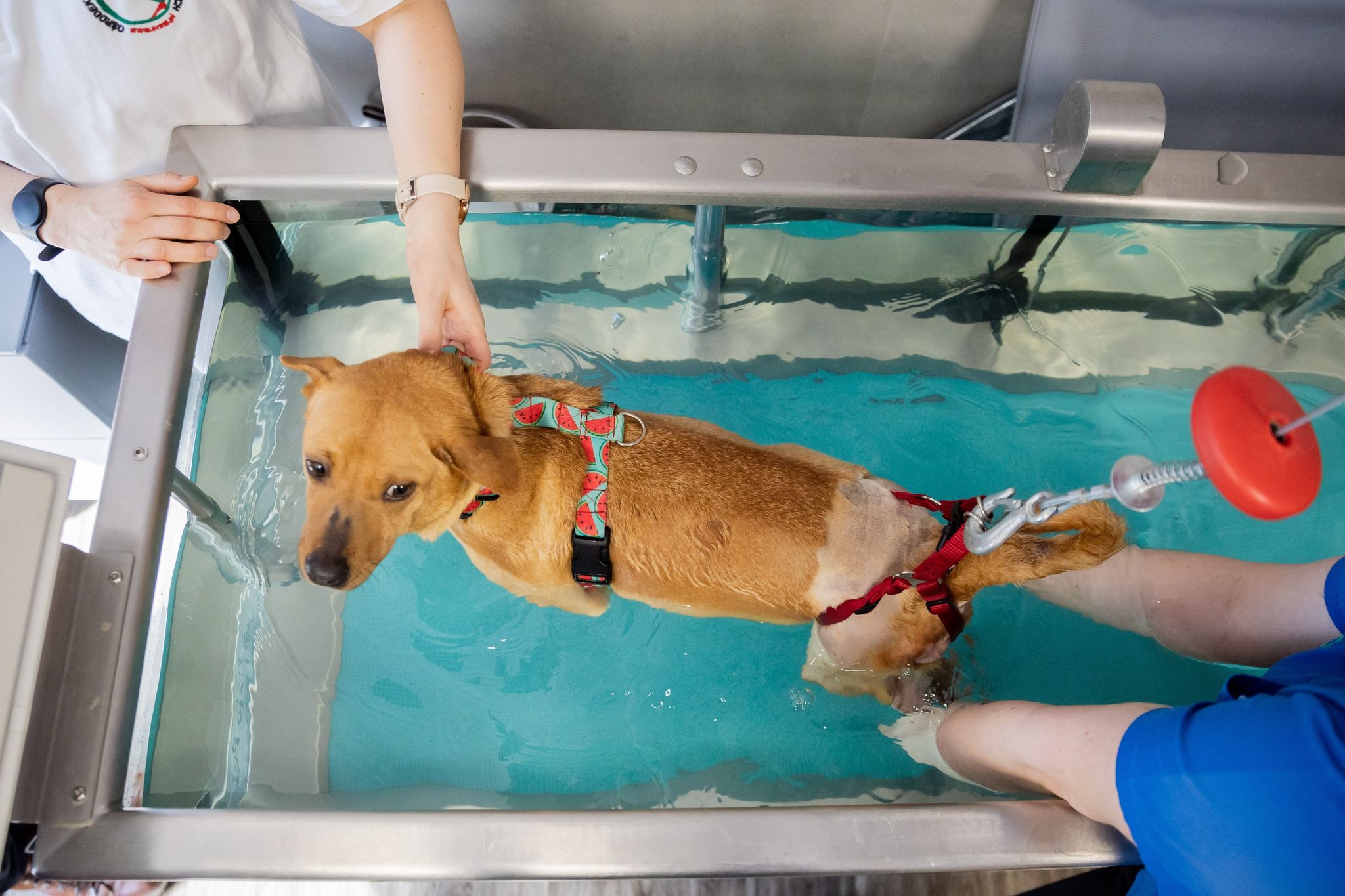 Es geht den Hunden wie den Menschen: Physiotherapie, hier im Wasser, hilft verletzten Tieren wieder auf die Beine.