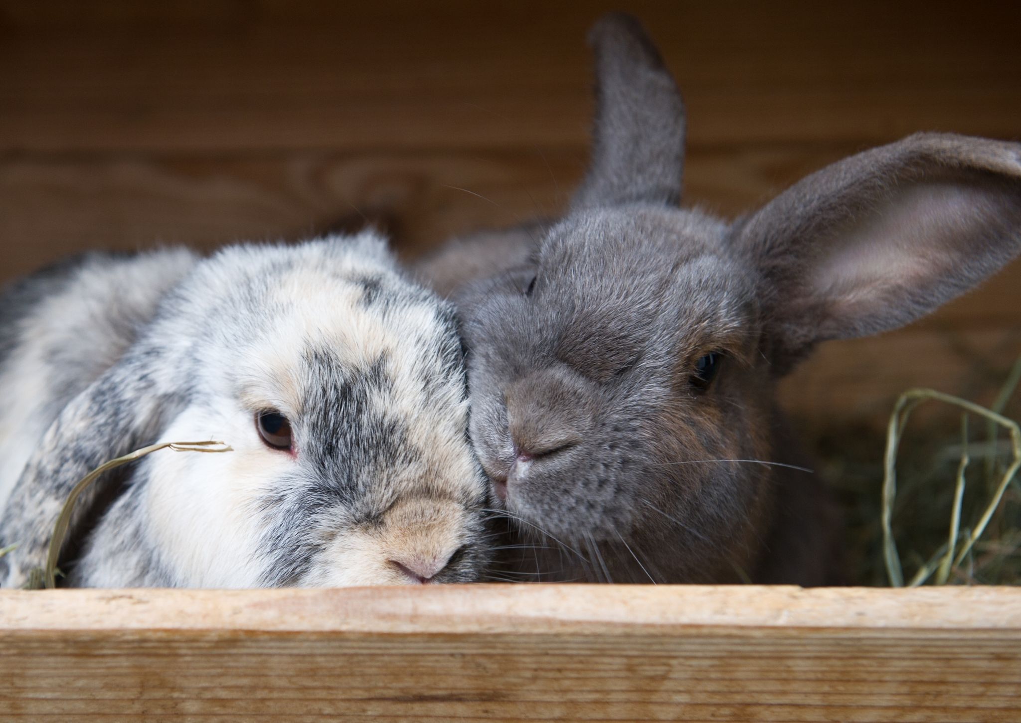 Verstehen sich oft am besten: Kaninchen gleichen Alters.