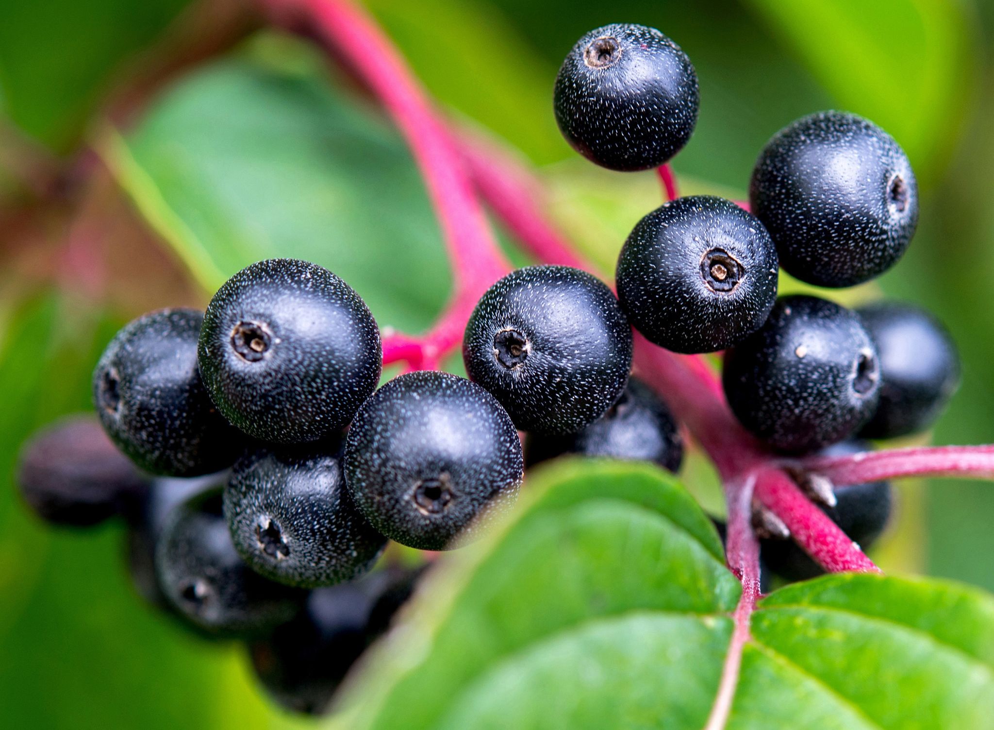 Aroniabeeren enthalten viele Polyphenole und gelten daher als sehr gesund.