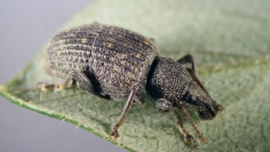 Der Gefurchte Dickmaulrüssler (Otiorhynchus sulcatus) ist etwa zehn Millimeter groß und gehört zu den hartnäckigsten Schädlingen im Garten.