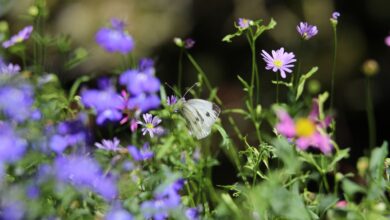 Sieht schön aus und unterstützt die Artenvielfalt: Schmetterlinge kommen gern zu Besuch auf der Blumenwiese.