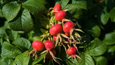 Schmackhafter Hingucker: Die Hagebutten sind leuchtendes Futter für viele Tiere.