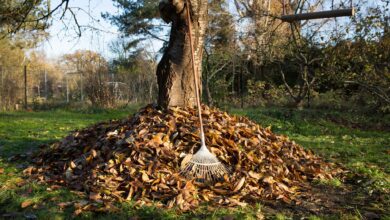 Fällt das Laub, greifen viele beherzt zum Rechen. Landschaftsgärtner empfehlen aber einen gelasseneren Umgang mit dem vermeintlichen Ärgernis.
