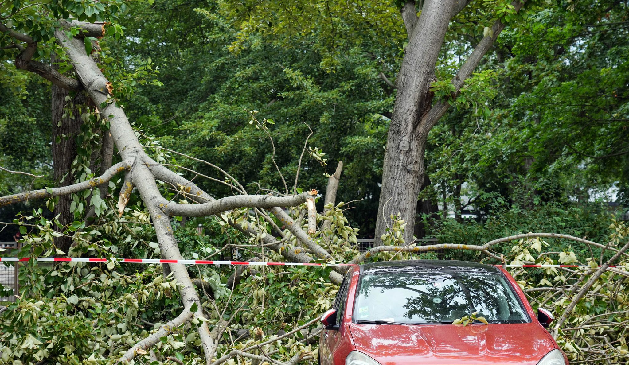 Herabfallende Äste können Autos beschädigen. Nicht immer muss dann der Baumbesitzer zahlen.