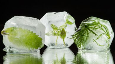 Zitronenmelisse, Thymian und Dill vom Balkon kann man prima einfrieren - am besten allerdings gehackt.