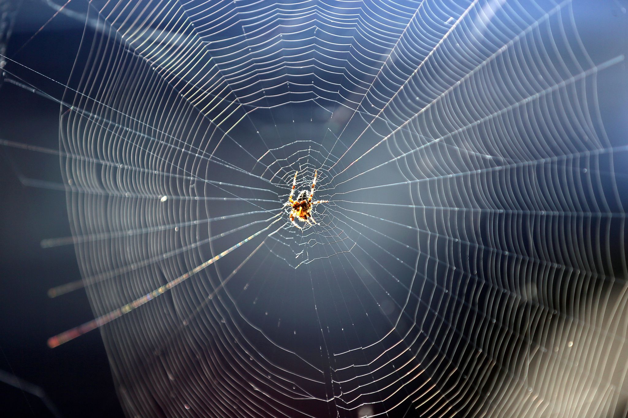 Gartenkreuzspinne gehört zu den Spinnenarten, die es nicht in die Häuser zieht.