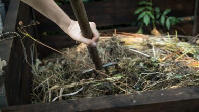 Im Komposthaufen verrotten Pflanzenreste und werden zu wertvollem Dünger. Reste von schädlingenbefallenen oder kranken Pflanzen sollten nicht darauf landen.