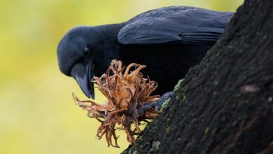 Charakteristisch für die Früchte der Baumhasel sind ihre krausen Hüllblätter.