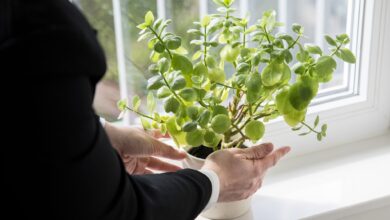 In der dunkleren Jahreszeit kann eine Pflanzenleuchte eine Option für manche Sorten sein.