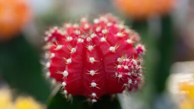 Kugel-Kombi: Erdbeerkaktus aus der Gattung Gymnocalycium mihanovichii. Diese Sorte, «Hibotan», ist japanischen Ursprungs. Auf Japanisch heißt Kaktus übrigens Kakutasu.