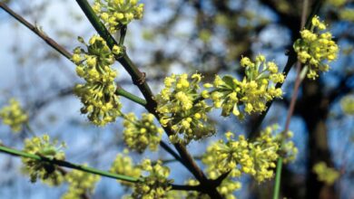 Die Kornelkirsche gilt als tolerant und resilient.