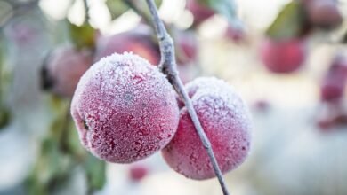 Der erste Frost kommt oft unerwartet, besser man schützt die Obstbäume auf dem Balkon rechtzeitig.