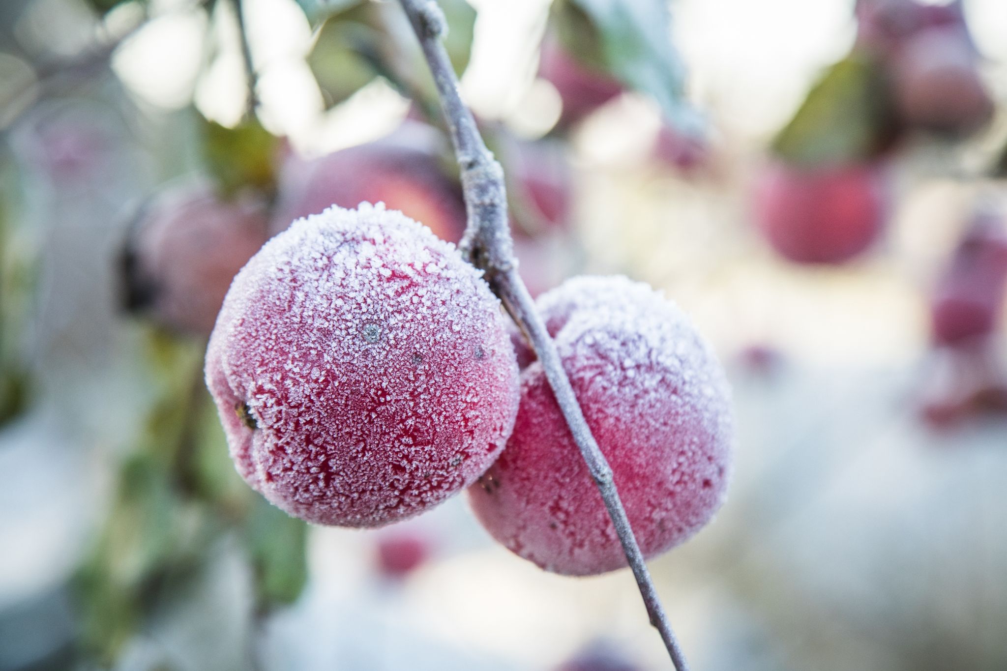 Der erste Frost kommt oft unerwartet, besser man schützt die Obstbäume auf dem Balkon rechtzeitig.